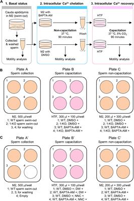 Analysis of Ca2+-mediated sperm motility to evaluate the functional normality of the sperm-specific Ca2+ channel, CatSper
